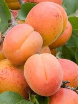 Aprikosenbaum „Zaleszczycka” - Wurzelnackte Pflanze