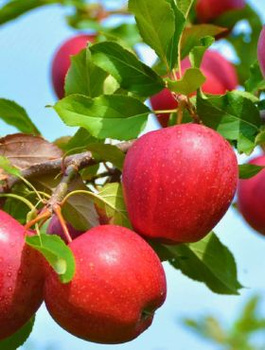 Apfelbaum Novamac - Wurzelnackte Pflanze