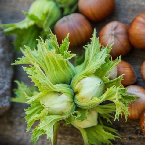 Haselnuss Webba große Früchte Obstbaum Haselnuss 80cm / 140cm