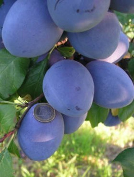 Pflaumenbaum Tophit - Wurzelnackte Pflanze