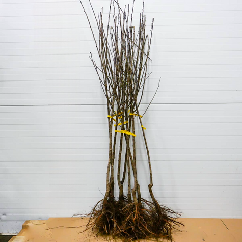 Pflaumenbaum Oneida - Wurzelnackte Pflanze