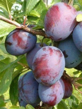 Pflaumenbaum Amers - Wurzelnackte Pflanze