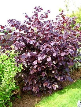 Purpur-Hasel - Wurzelnackte Pflanze