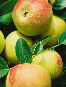 Apfelbaum Muskat Renette (Muskat-Renette) - Wurzelnackte Pflanze