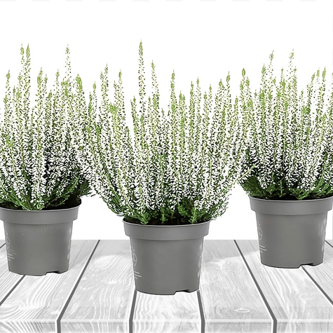 Heide weiß knospenblühend – Setzlinge