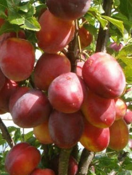 Pflaume Jerozolimka Pfirsich-Reneklode - Wurzelnackte Pflanze