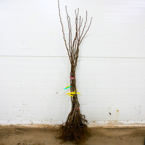 Birnenbaum Amfora - Wurzelnackte Pflanze