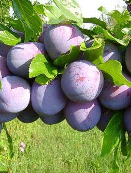 Pflaumenbaum Silvia - Wurzelnackte Pflanze