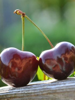 Süßkirsche Kordia - - Wurzelnackte Pflanze