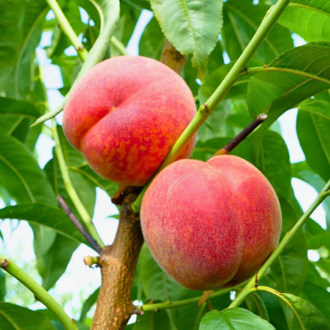 Pfirsichbaum Favorita Morettini - Wurzelnackte Pflanze