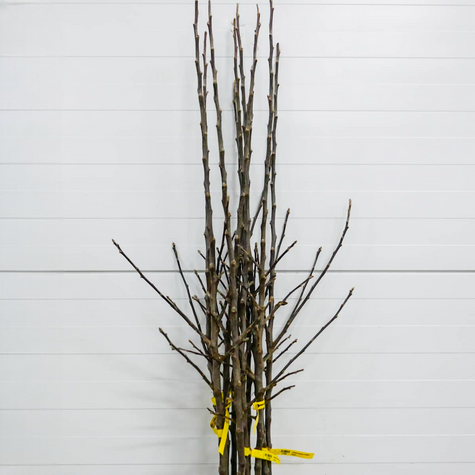 Apfelbaum Lobo - Wurzelnackte Pflanze