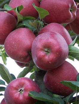 Apfelbaum Starking - Wurzelnackte Pflanze