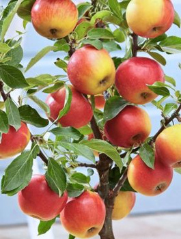 Apfelbaum Elstar - Wurzelnackte Pflanze