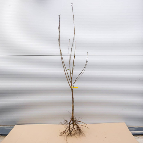 Sauerkirsche Nefris - Wurzelnackte Pflanze