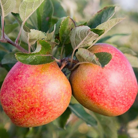 Säulen-Apfelbaum Cordon - Wurzelnackte Pflanze