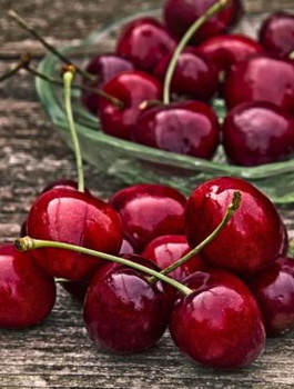 Süßkirsche Majówka - Wurzelnackte Pflanze