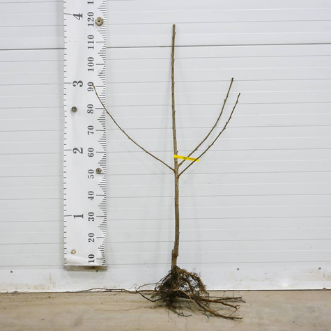 Süßkirsche Summit Zwergform - Wurzelnackte Pflanze