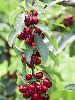 Säulenkirsche 'Queen Marry' - Wurzelnackte Pflanzen