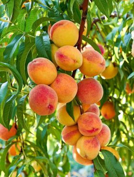 Pfirsichbaum Inka - Wurzelnackte Pflanze