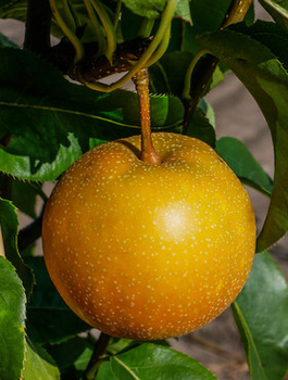 Asiatische Birne Kumoi - Wurzelnackte Pflanze