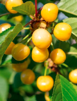 Süßkirsche ‘Stark Gold’ – Säulenform