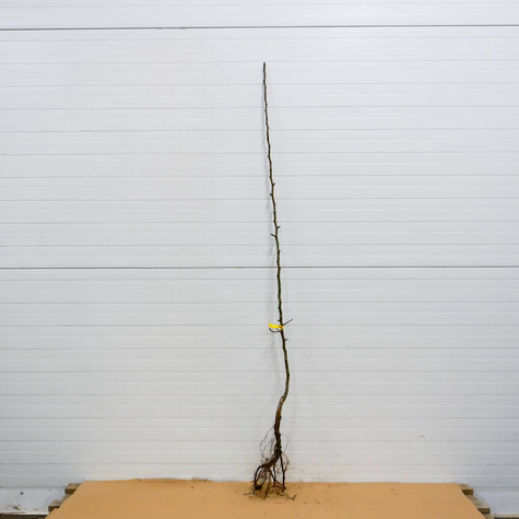 Birnbaum der Sorte Williams Christbirne - Wurzelnackte Pflanze