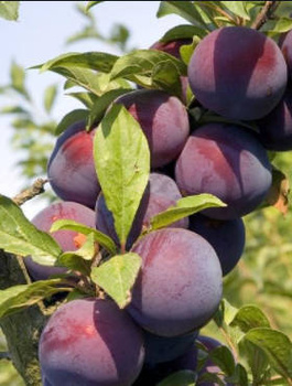 Pflaumenbaum Kalipso - Wurzelnackte Pflanze