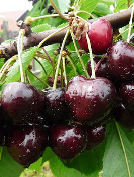 Süßkirsche ‘Jacinta’ - Halbzwergform - Wurzelnackte Pflanze