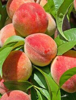 Pfirsichbaum „Redhaven“ - Wurzelnackte Pflanze