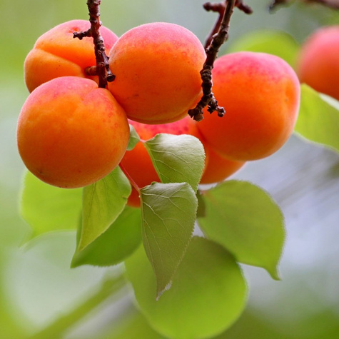 Aprikosenbaum „Zaleszczycka” - Wurzelnackte Pflanze