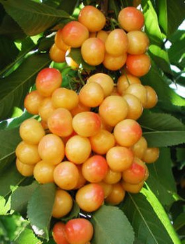 Süßkirsche Büttner’s Rote - Wurzelnackte Pflanze