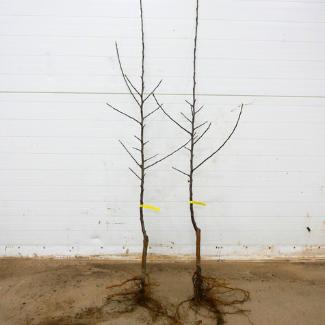 Apfelbaum Starking - Wurzelnackte Pflanze