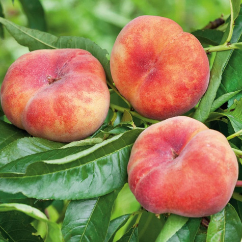 Pfirsichbaum p³askoowocowa typu Galaxy große Früchte Obstbaum Pfirsich 80cm / 140cm