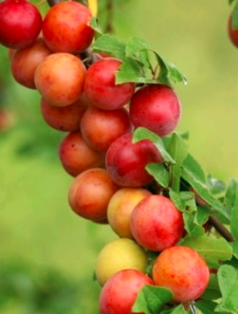 Säulen-Aprikosenpflaume Miracose - Wurzelnackte Pflanze