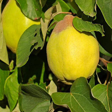 Apfelquitte Uspiech Obstbaum Apfelquitte 80cm / 140cm