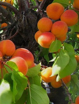 Aprikosenbaum Karola - Wurzelnackte Pflanze