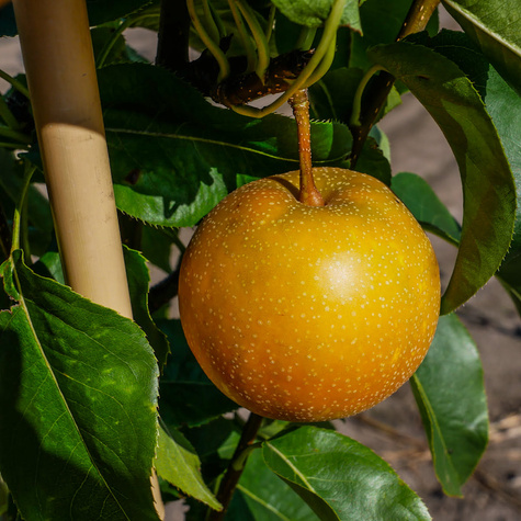 Birnenbaum Asiatischer Kumoi Obstbaum Birne 80cm / 140cm