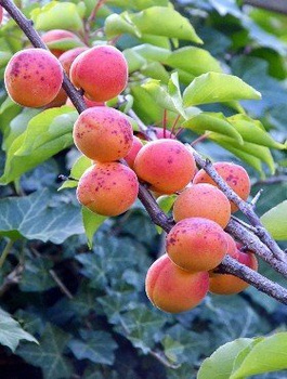 Aprikosenbaum Sirena - Wurzelnackte Pflanze