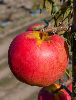 Apfelbaum Gala Brookfield - Wurzelnackte Pflanze