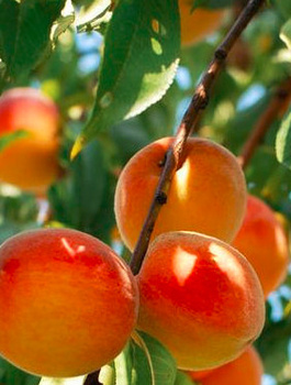 Aprikosenbaum Taja - Wurzelnackte Pflanze