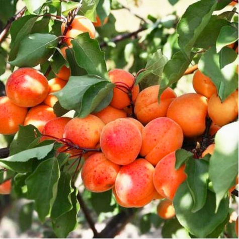 Aprikosenbaum Taja Obstbaum Aprikose 80cm / 140cm