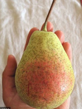 Birnenbaum Patten - Wurzelnackte Pflanze