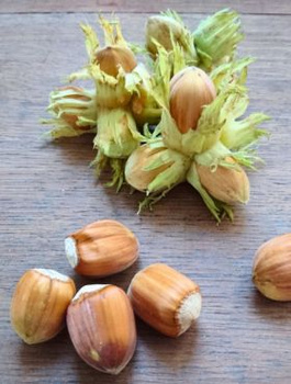 Haselnussbaum Truchsess - Wurzelnackte Pflanze