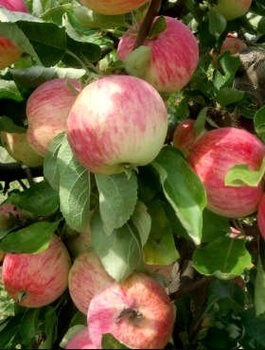 Apfelbaum Piros - Wurzelnackte Pflanze