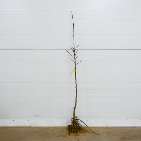 Apfelbaum Red Love - Wurzelnackte Pflanze