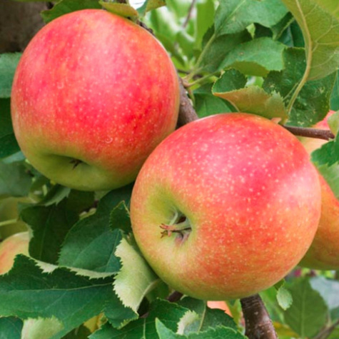 Apfelbaume Typu Jonagold DeCosta Obstbaum Apfel 80cm / 140cm