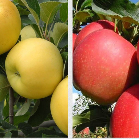 Duo Apfelbaum Gala + Golden Delicious - Wurzelnackte Pflanze
