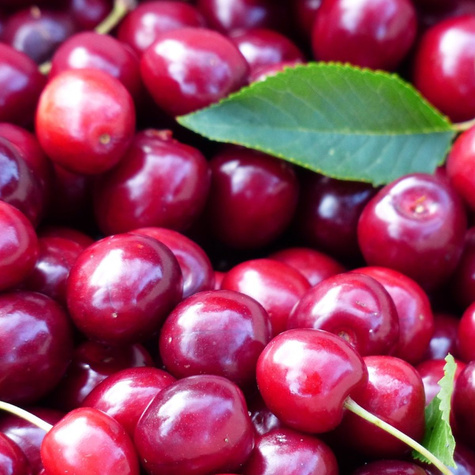 Kirschbaum Kelleris 16 Obstbaum Kirsche 80cm / 140cm