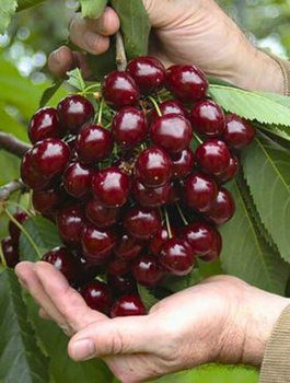 Süßkirsche Wera - Wurzelnackte Pflanze