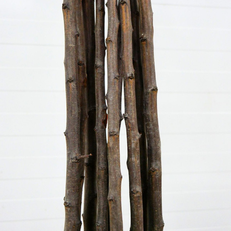 Pflaume Jerozolimka Pfirsich-Reneklode - Wurzelnackte Pflanze